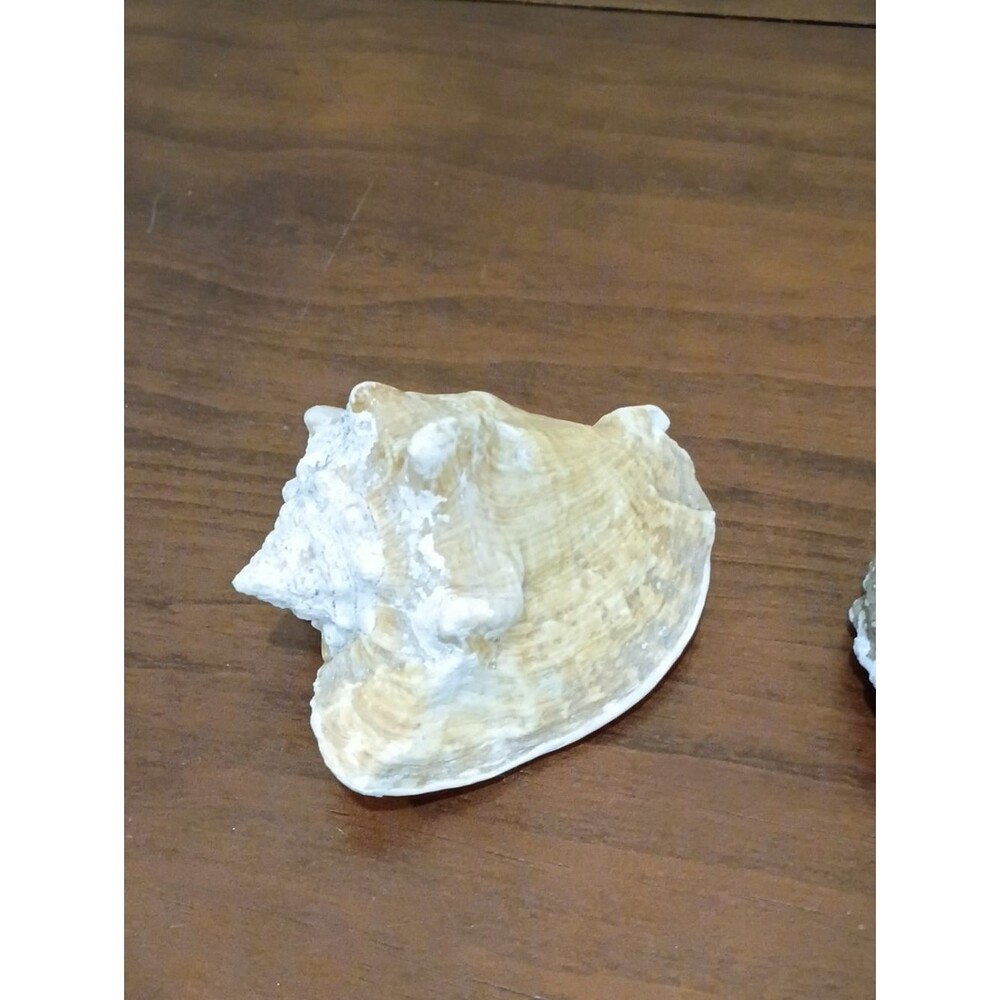 Conch Shells, Set Of 2 - Picture 2 of 10